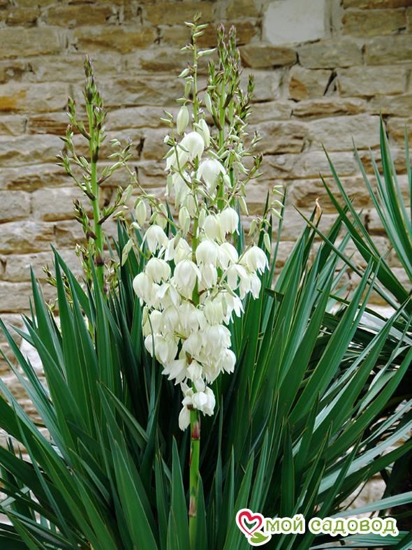 Юкка нитчатая Брайт Эдж