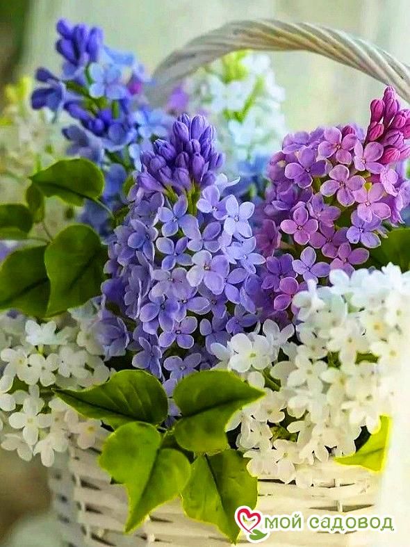 Сирень Ассорти (без указания сорта)