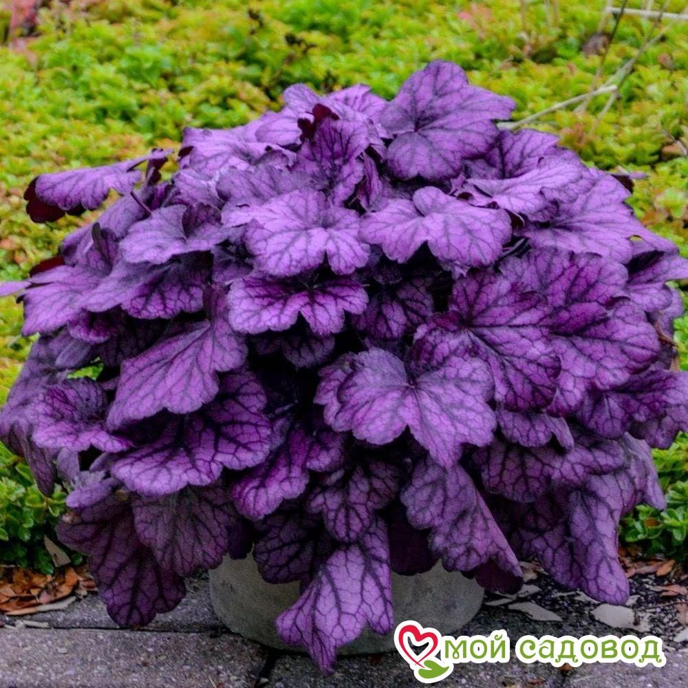 Гейхера Вайлд Роуз