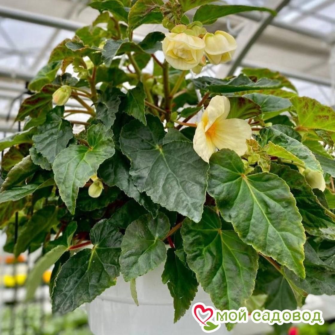 Бегония Беллекония Шардоне