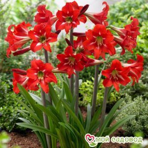 Гиппеаструм Сантьяго