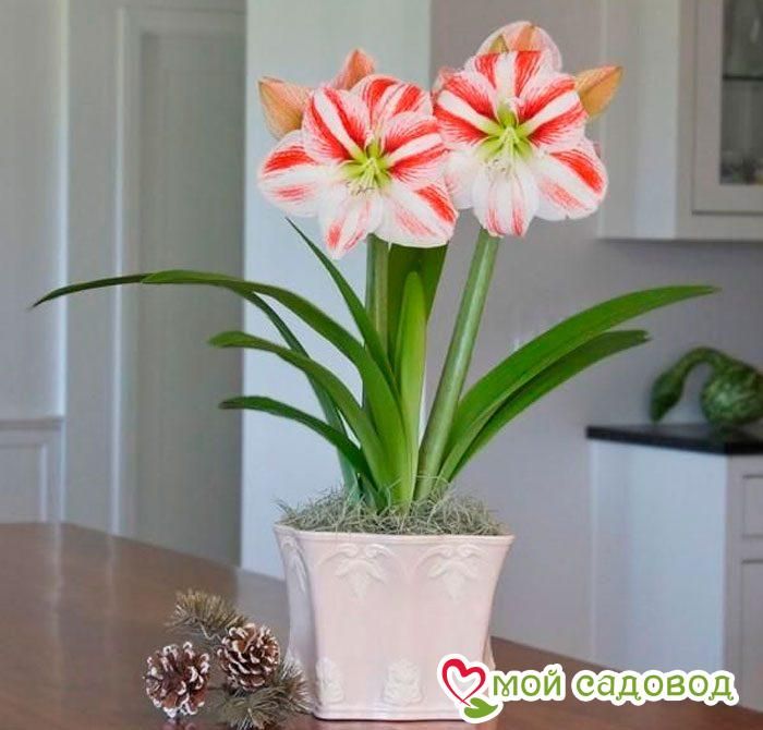 АМАРИЛЛИС КЛОУН