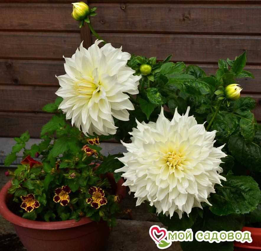 Георгина ФЛЁРЕЛЬ