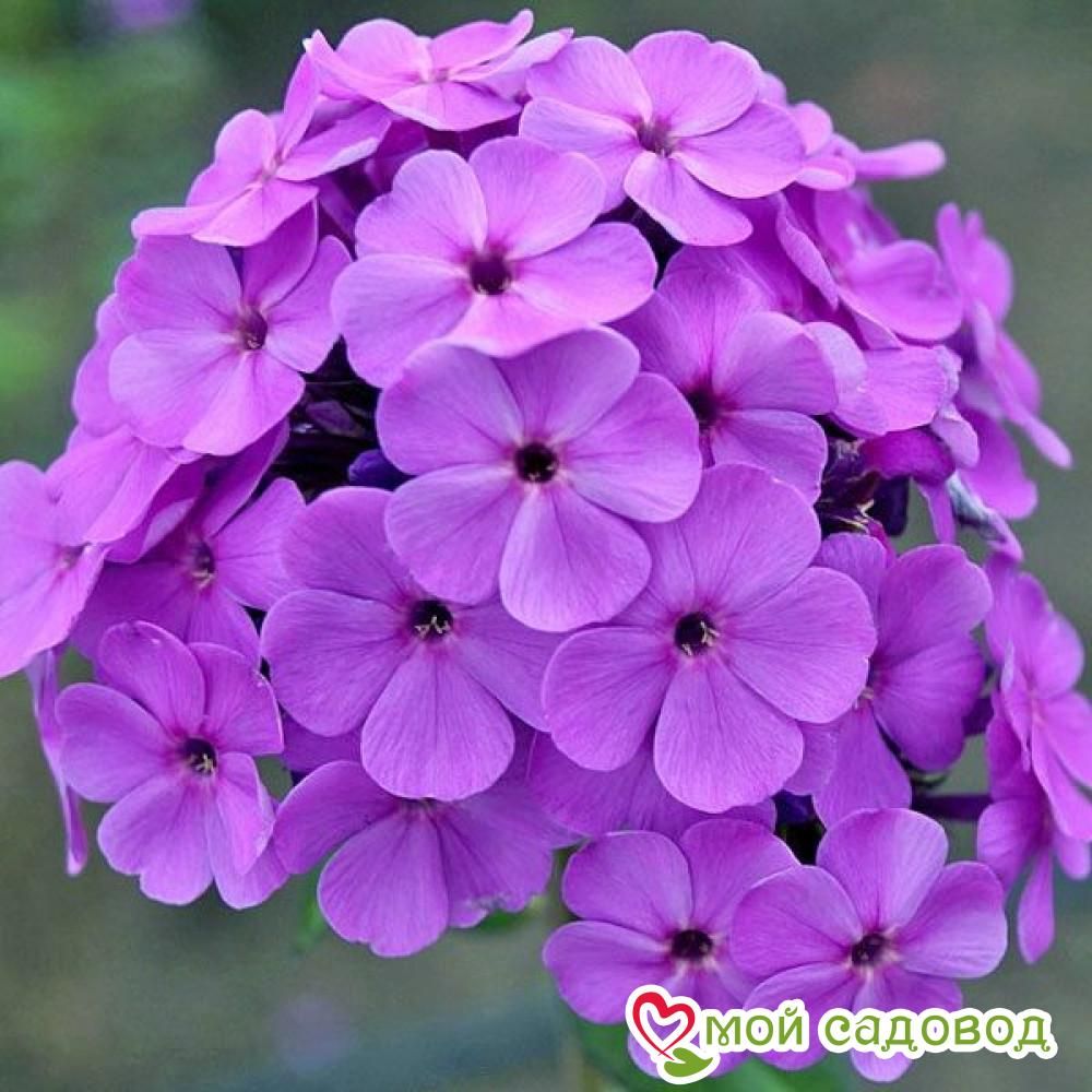 Флокс метельчатый Кул Бест