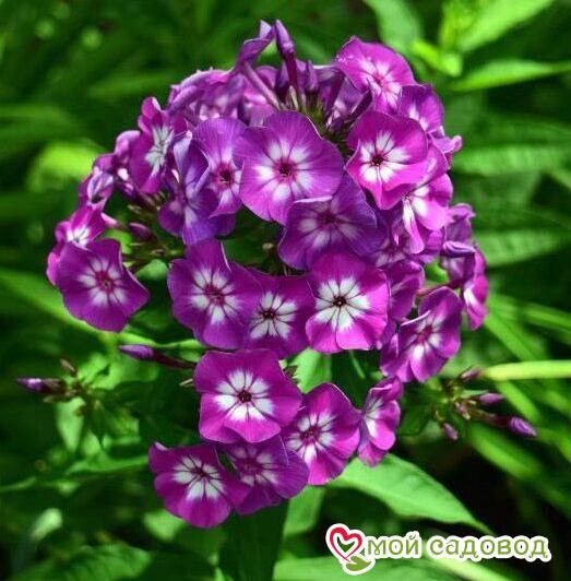 ФЛОКС МЕТЕЛЬЧАТЫЙ ЛАУРА