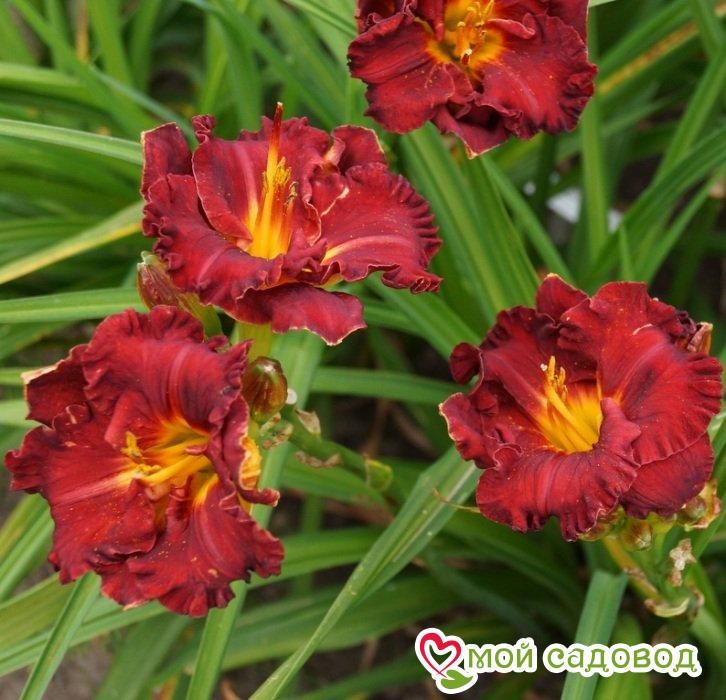 ЛИЛЕЙНИК ЛИТЛ РЕД ВАГОН