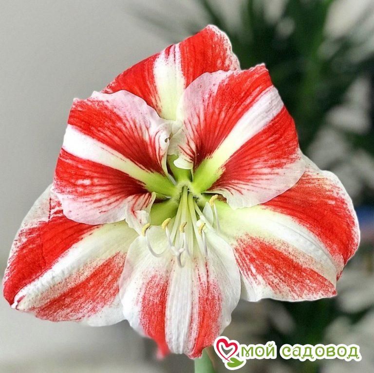 АМАРИЛЛИС КЛОУН