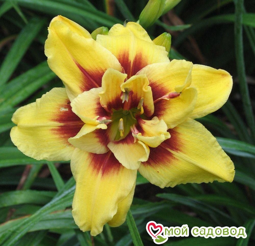 ЛИЛЕЙНИК МАУНТ ХЕЛЕНА