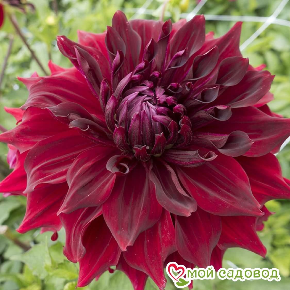 Георгина МИНГУС АЛЕКС