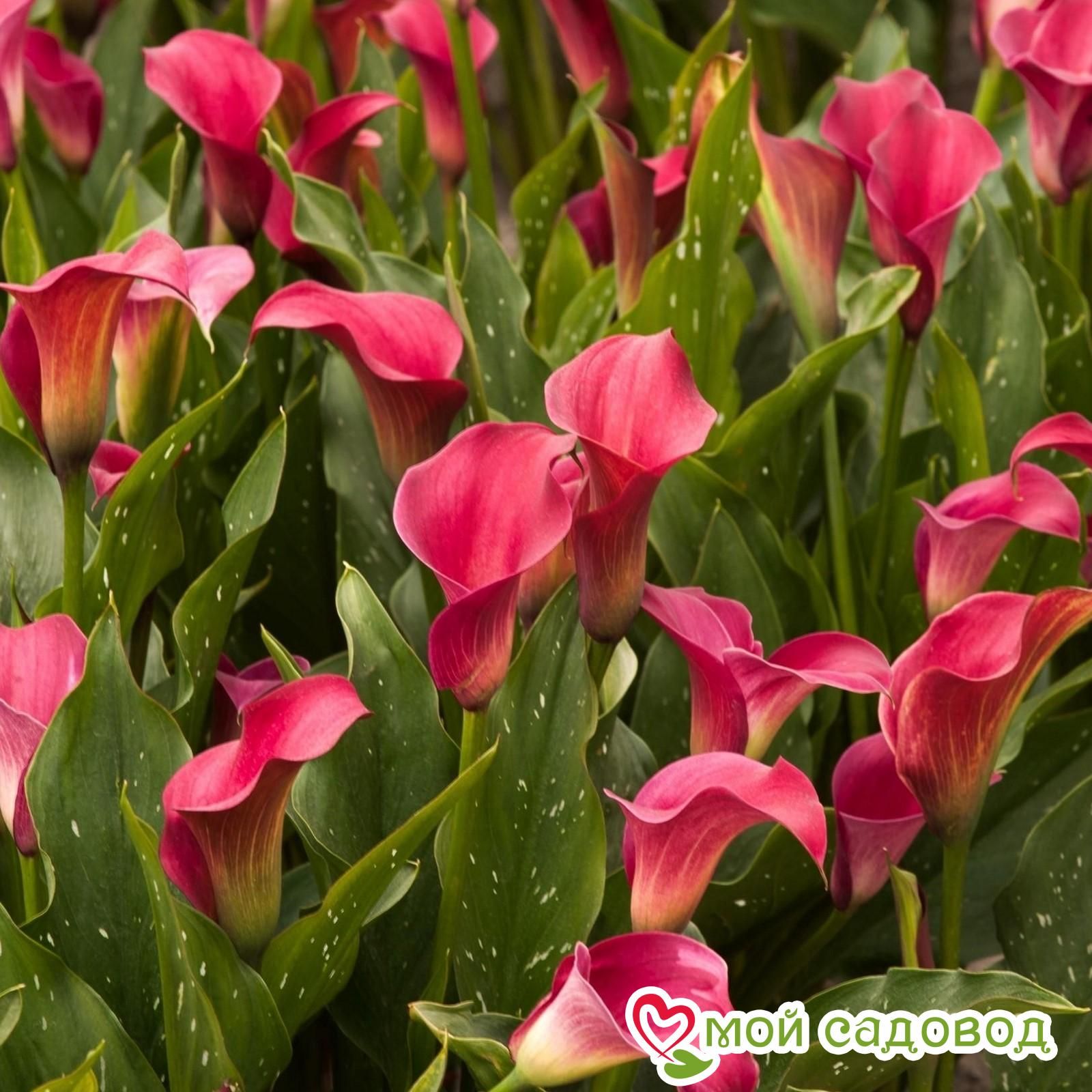 Калла Аллюр