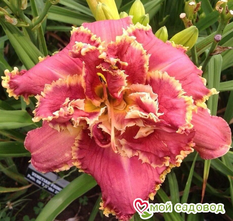 ЛИЛЕЙНИК ВЕНЕЦИАН ФРИНЖ