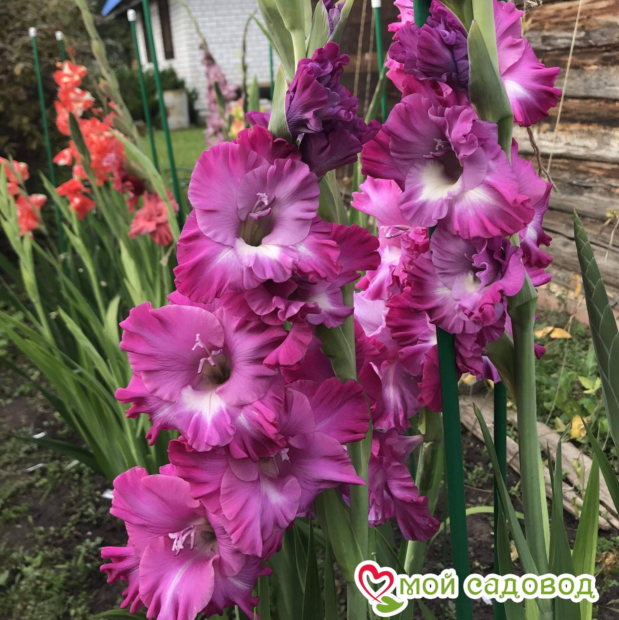 Гладиолус Наблус Фриззл