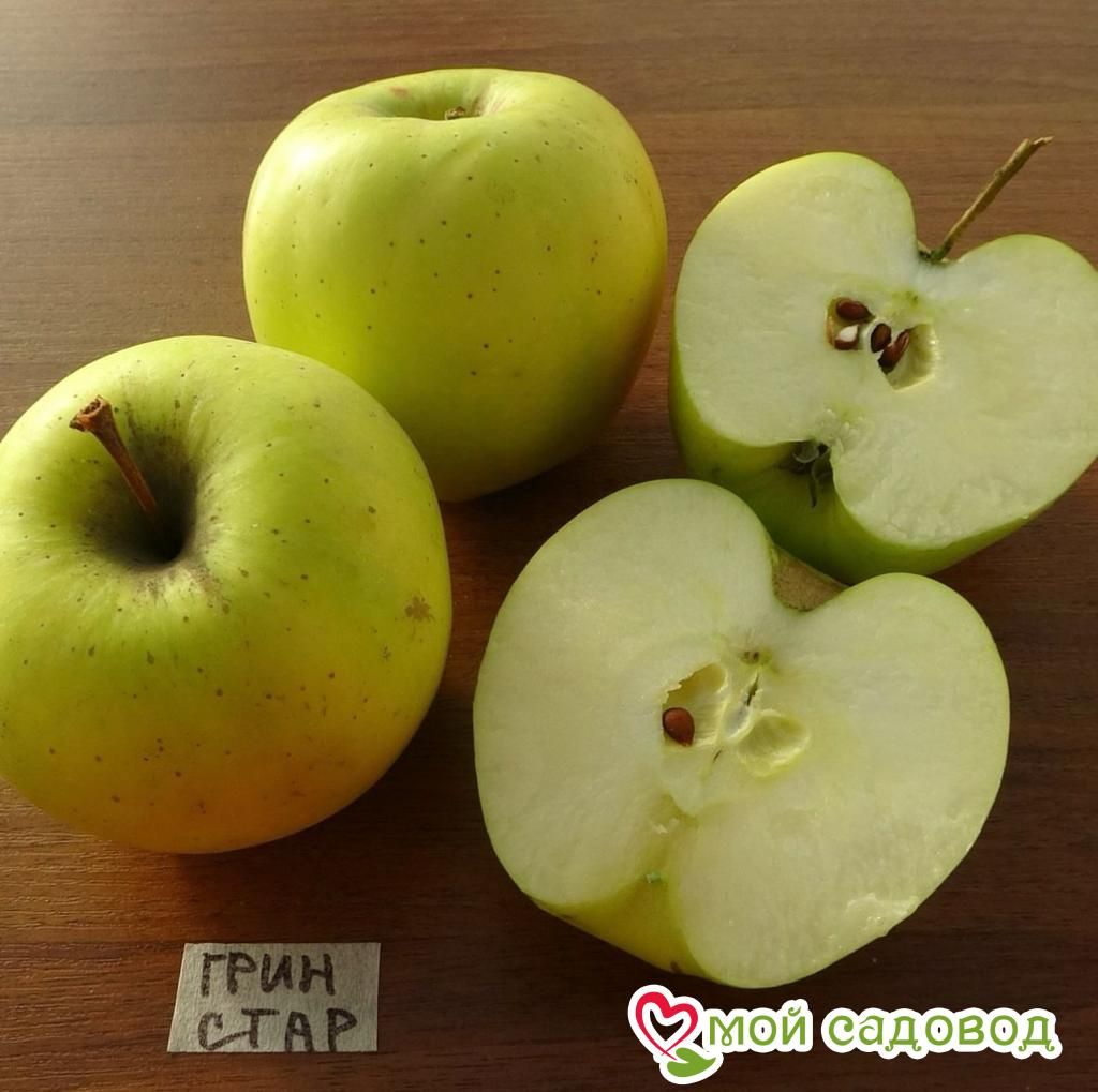 Яблоня Грин Стар