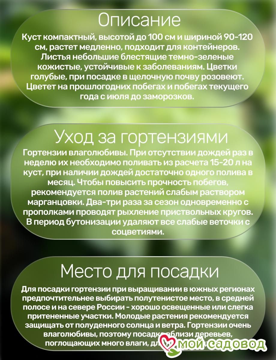 Гортензия крупнолистная Кларисса ЗКС