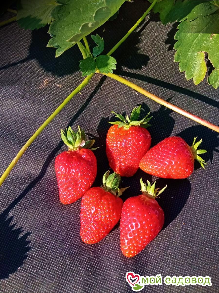 Клубника Вивара