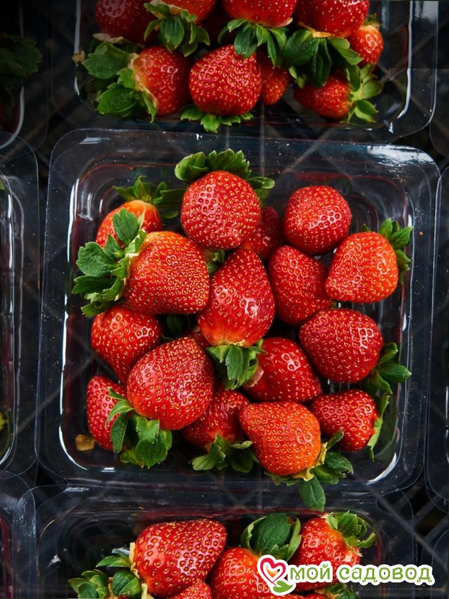 Клубника Вивара