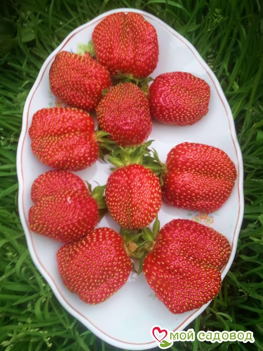 Клубника Амулет