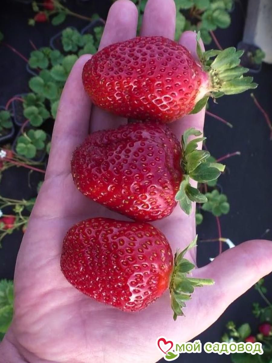 Клубника Диамант ремонтантная