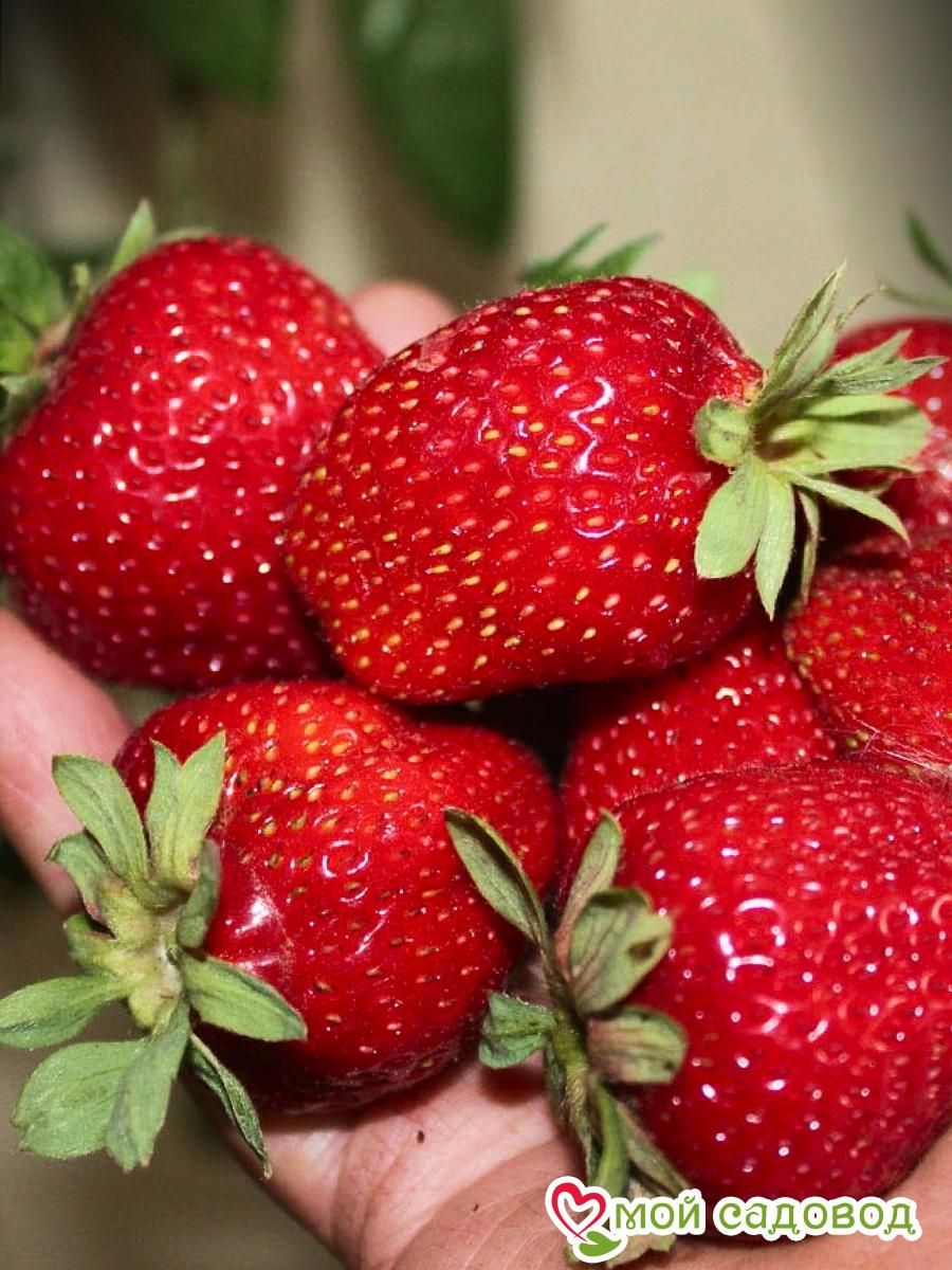 Клубника Сельва ремонтантная