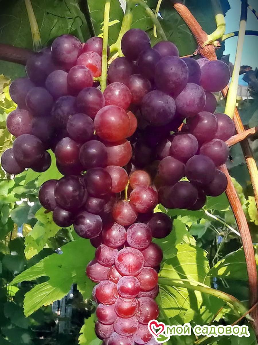 Виноград Свенсон Ред красный