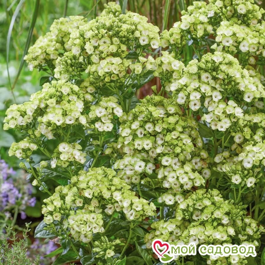 Флокс Орхид Грин