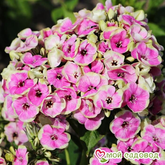 Флокс Орхид Йеллоу