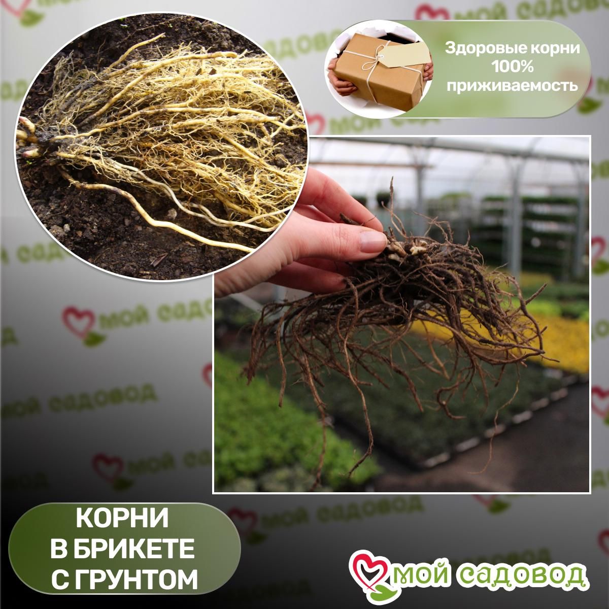 Флокс Орхид Грин