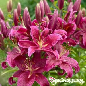 Лилия Динамит восточная