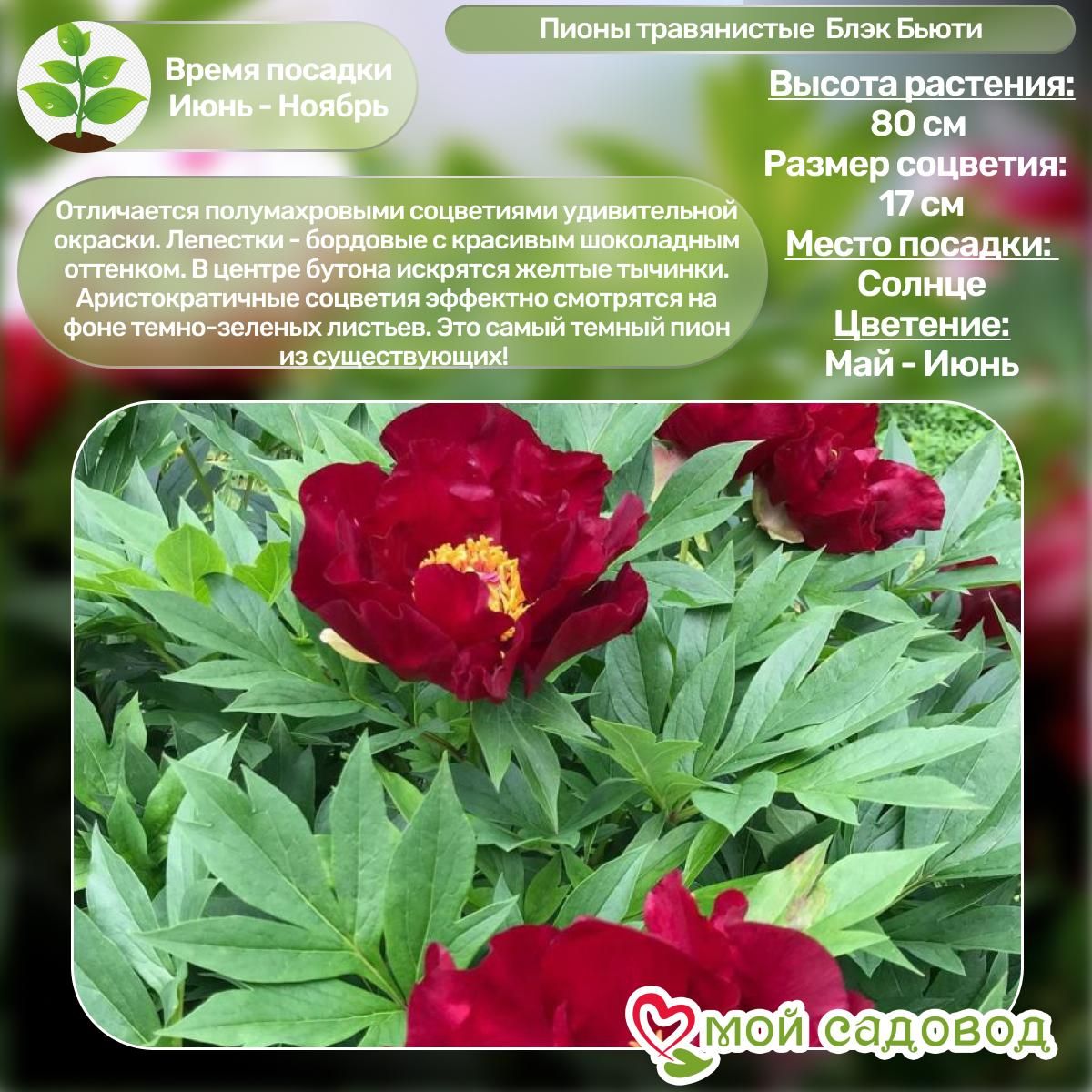 Комплект Пионов - Эксклюзив!