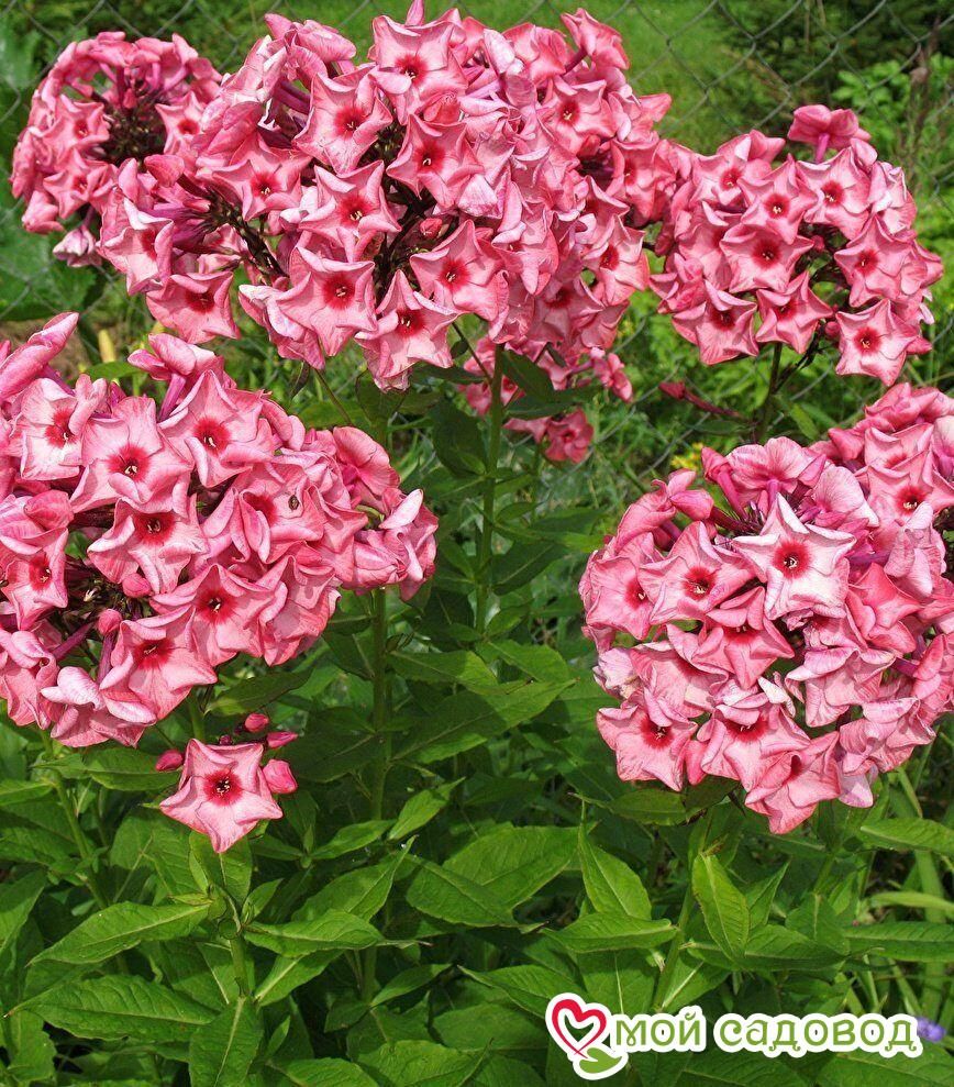 Флокс Уральские Сказы