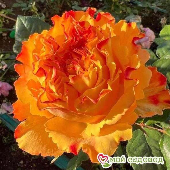 Роза Фри Спирит