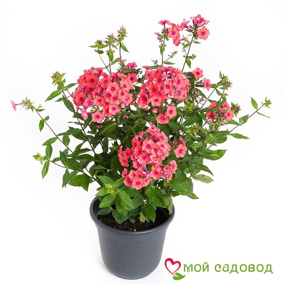 Флокс метельчатый Оранж Перфекшен