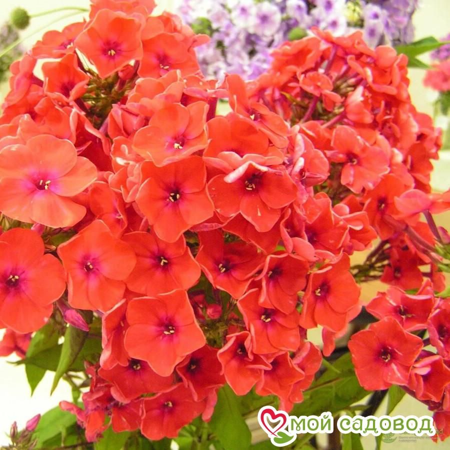 Флокс метельчатый Оранж Перфекшен