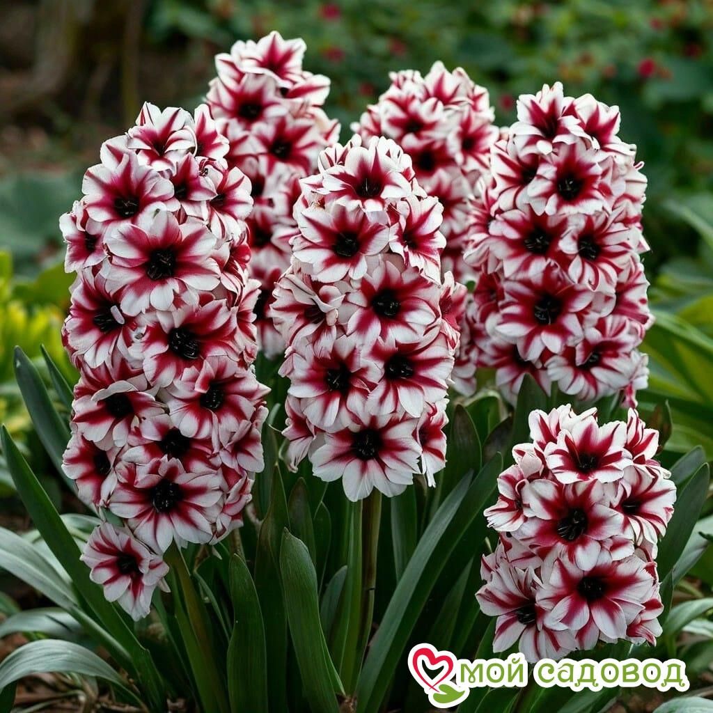 Гиацинт Электрик Спейс