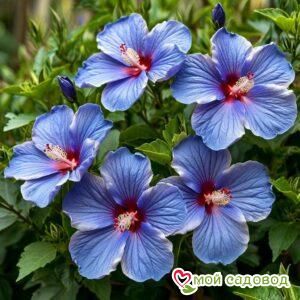 Гибискус садовый Блуминг Квин