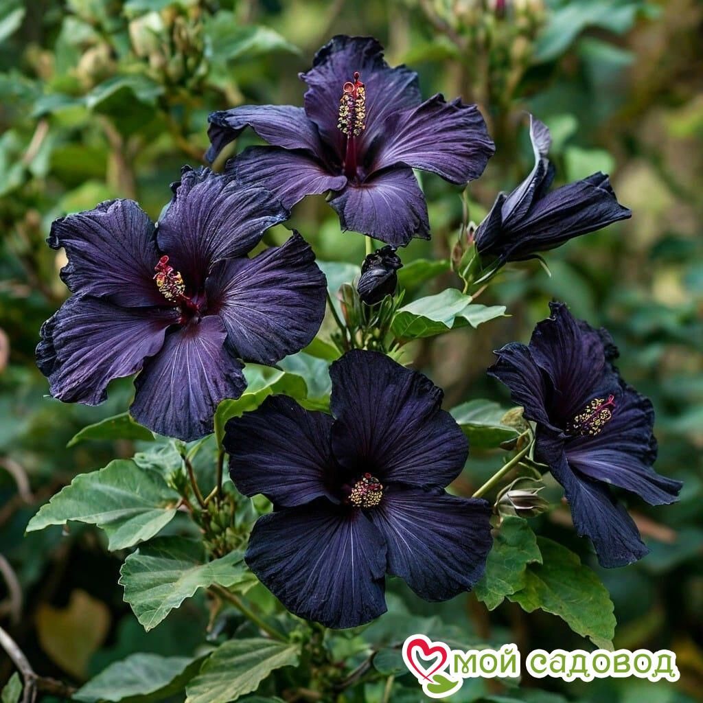 Гибискус Мэджик Момент