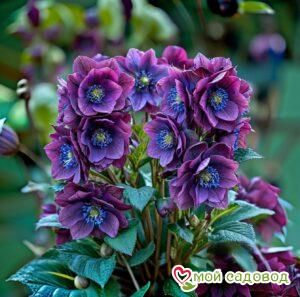 Морозник Фрости Квин