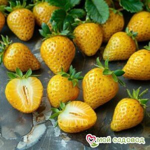 Клубника Анастасия