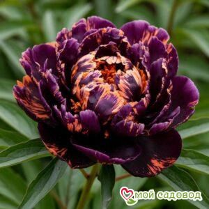 Пион Кримсон Тайд