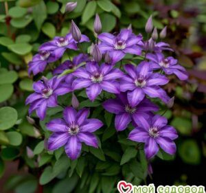 Клематис Жакмана