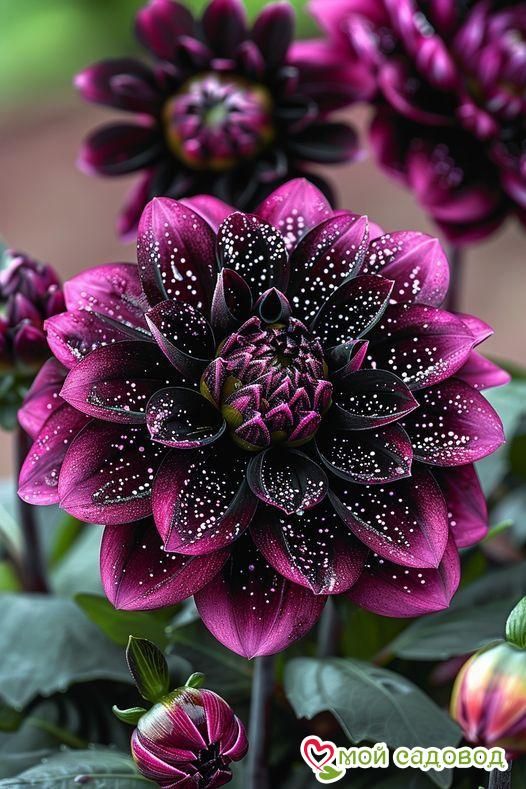 Георгин Лаванда Лейс