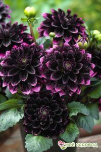 Георгин Лаванда Лейс