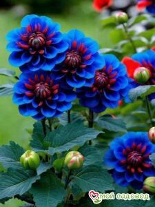 Георгин Аквамарин