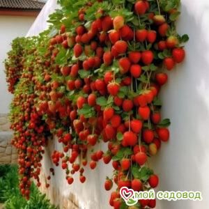 Клубника вьющаяся Рубин Эдема