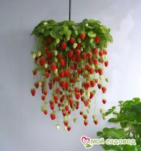 Клубника ампельная Ягодный Водопад