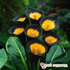 Калла Легато