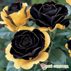 Роза Ханни Сикл