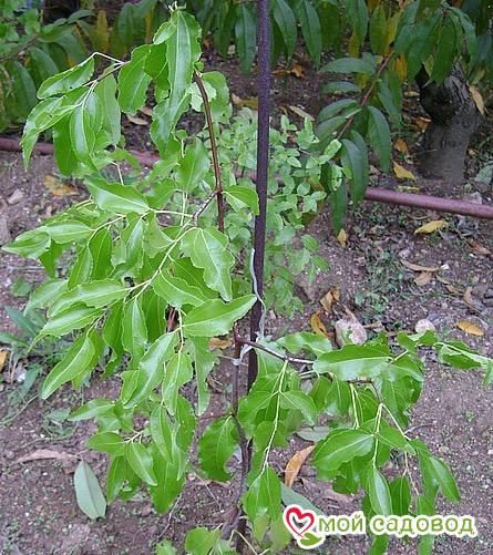 Зизифус Коктебель