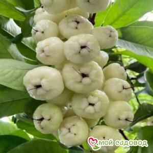 Яблоня Эверест