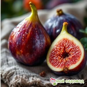 Инжир Королевский